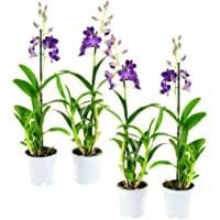 Los mejores  - Orquídeas de Botanicly – 4 × Dendrobium Sa-Nook – Altura: 55 cm- 1 brote